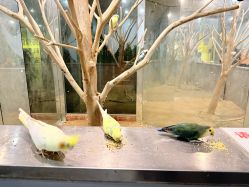 -神奇动物撸宠馆·羊驼·小浣熊·异宠(豫园店)