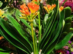 -双季花艺园艺市场(浦东店)