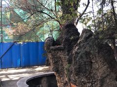 -大德寺双塔