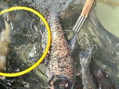 -庆岭迎宾园正宗活鱼馆