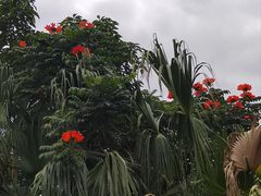 -呀诺达热带雨林