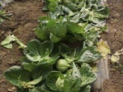 -万源龙顺度假庄园生态观光园