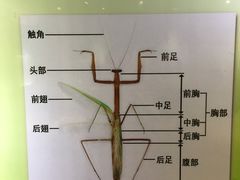 -上海昆虫博物馆