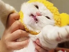 -椰爺爺·椰子冻砵仔糕