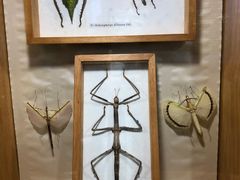 -上海大自然野生昆虫馆(东方明珠·爬宠昆虫探索中心)