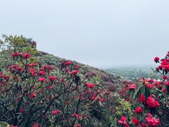 -贵州百里杜鹃风景名胜区