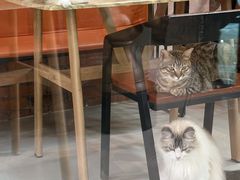 -豆逗聊愈猫阁Easy Life