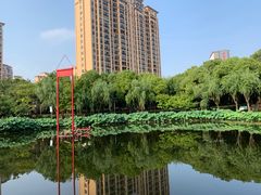 -陈家山荷花公园