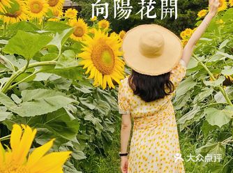攻略徜徉北京奥森北园向日葵花海无他，惟有葵花向日倾