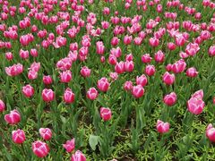 -长春公园(普阳街道)