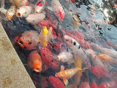 -国色天乡三期陆地乐园