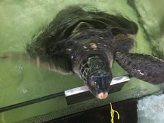 -老船长海鲜大排档(银滩店)