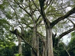 -瑞丽独树成林风景区