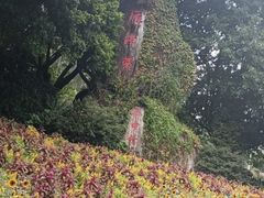 -雁南飞茶田景区