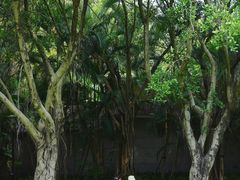 -深圳国际园林花卉博览园