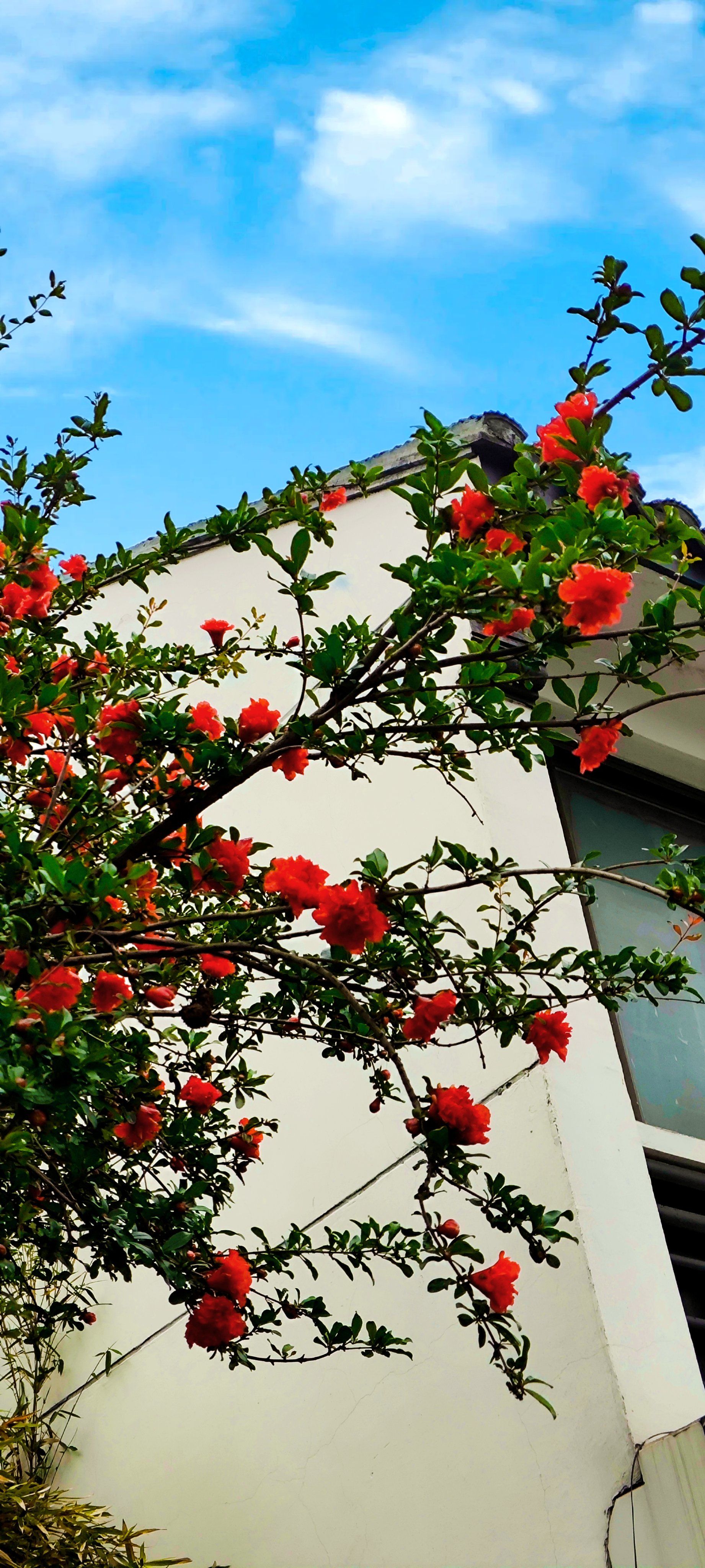 树上红花初绽放