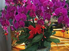 -金陵之星大酒店·中餐厅