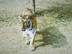 -北京野生动物园