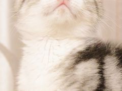 -欣宠猫屋·矮脚拿破仑·蓝金金渐层