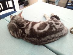 -鼓捣猫呢主题猫咖店