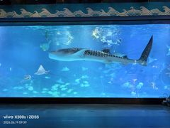 -烟台海昌鲸鲨海洋公园