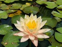 -莲花池公园