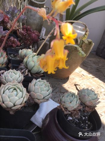 特色推荐：养了半年的多肉开花了！午间的惊喜