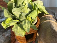 -慢丽江·云南野生菌土鸡锅(西山店)