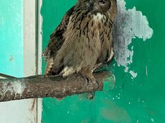 -西霞口神雕山野生动物世界