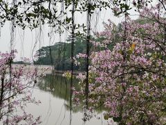 -番禺大夫山森林公园