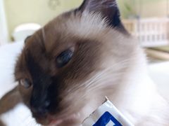 -藏猫猫咖啡主题馆(中央大道店)