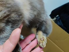 -宠爱国际动物医院· 猫科· 外科·中兽医(长白店)