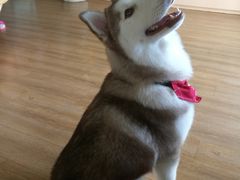 -Husky Go! 哈士奇体验馆·宠物咖啡厅狗咖