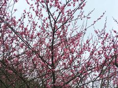 -铁山坪森林公园