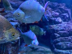 -上海海洋水族馆