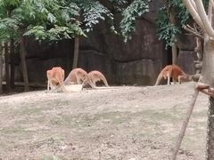 -武汉动物园