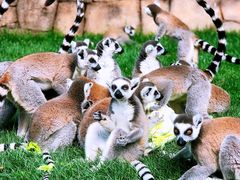 -上海野生动物园