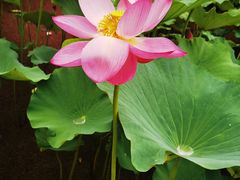 -荷塘月色湿地公园·向阳花洲