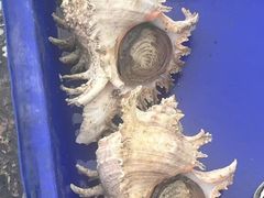 -芭提雅海鲜市场