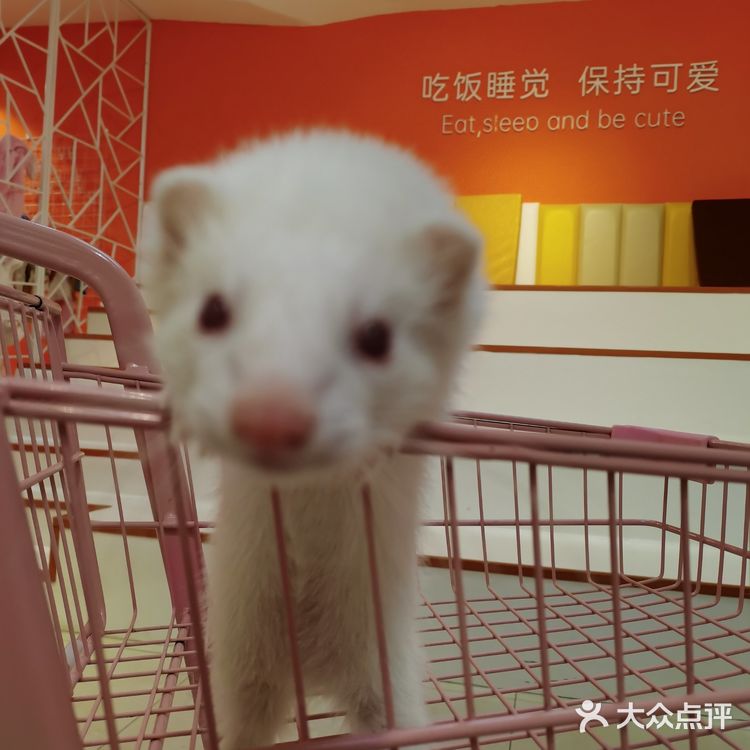 成都必打卡项目，安哥拉巨兔馆