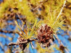 -塞罕坝国家级自然保护区