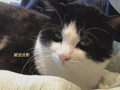 -绒爪撸猫下午茶·猫咖