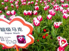 -荷兰花海