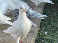 -朝阳公园