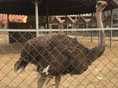 -意大利农场度假村