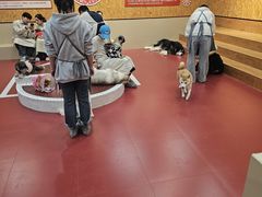 -和它·交个朋友·狗咖猫咖(爱琴海店)