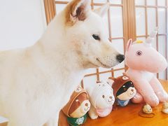 -豆柴町-柴犬主题狗咖(红鼎国际C座店)