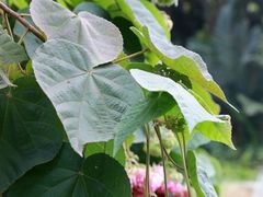-广西壮族自治区药用植物园