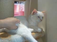 -藏猫猫咖啡主题馆(中央大道店)