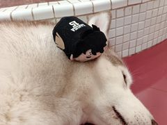 -和它·交个朋友·狗咖猫咖(爱琴海店)
